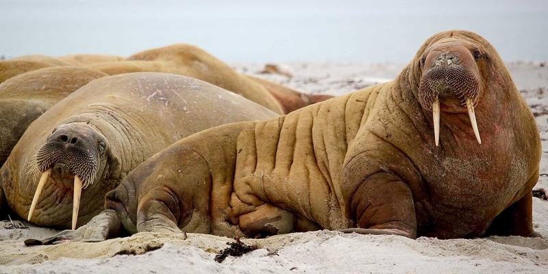 物联网设备安全防护：从硬件到固件的全面保障，筑牢工业安全防线